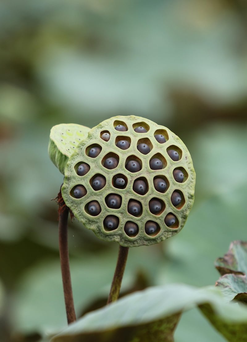 Futuristic Pods